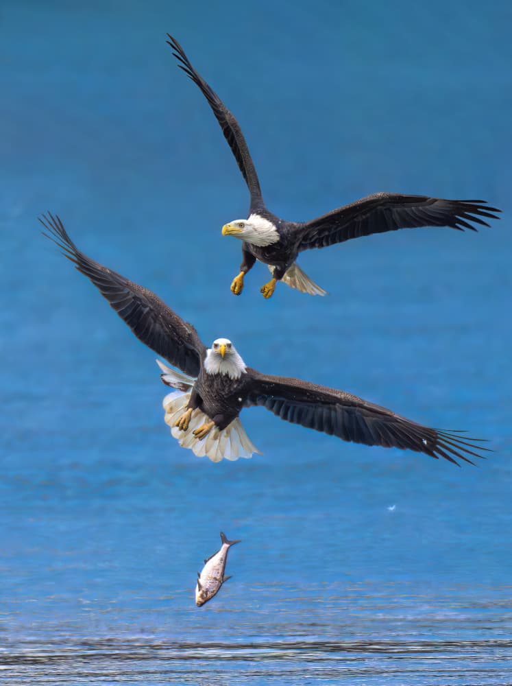 Bald Eagles Hunting Fish by Ruiqing P. — canvas wall art