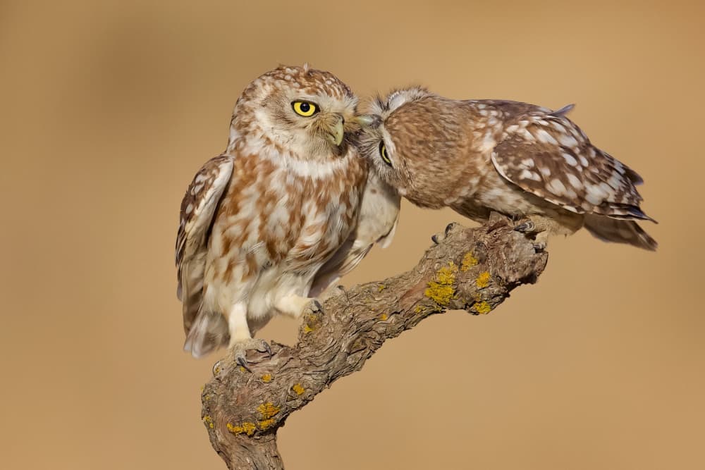 Sweet Little Owls by David Manusevich — canvas wall art