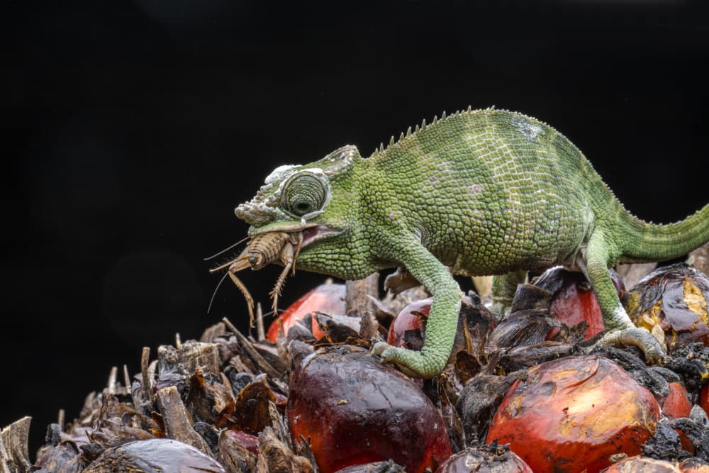 Green Chameleon Eats Cricket by Ajar Setiadi — canvas wall art