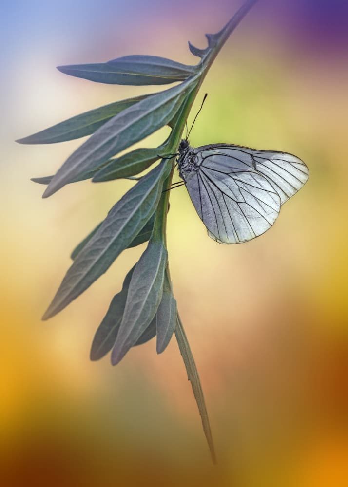 Soft Summer Butterfly by Fabrizio Daminelli — canvas wall art
