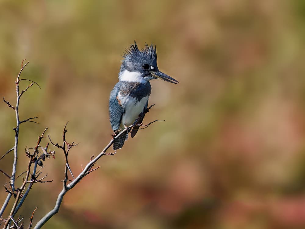 Belted Kingfisher Perched by Lucie Gagnon — canvas wall art