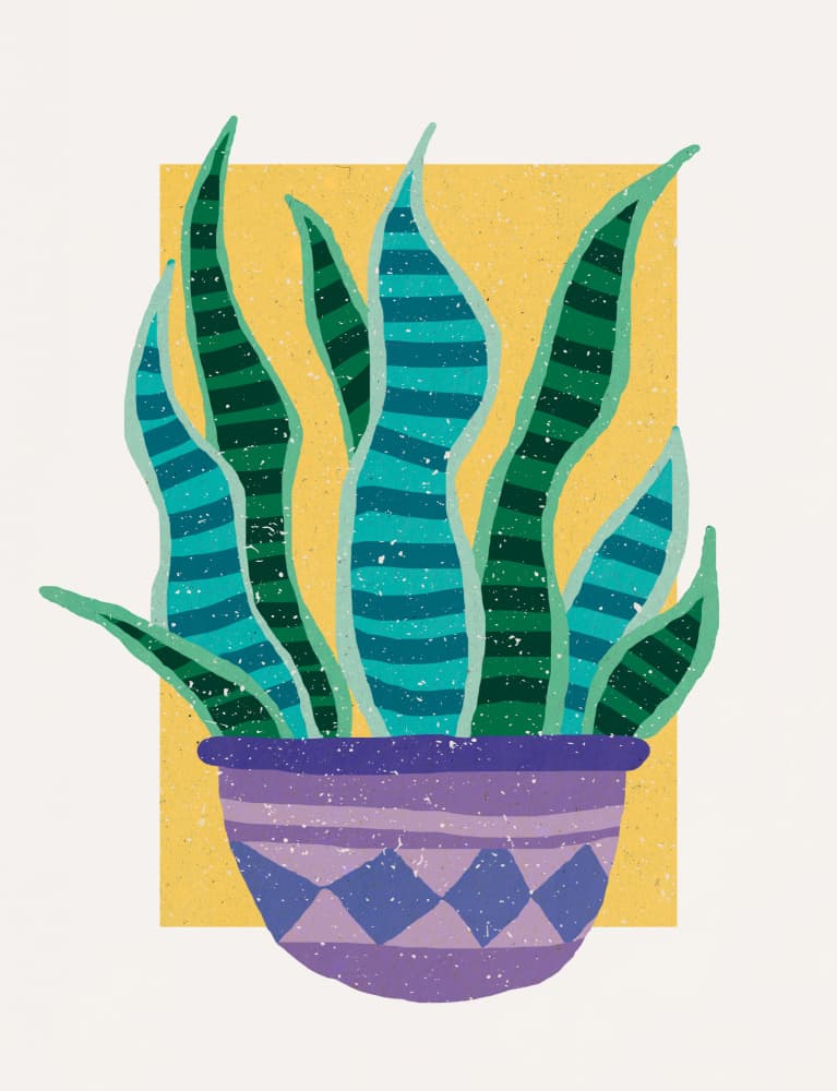 Vibrant Snake Plant by Aylin Demir — canvas wall art