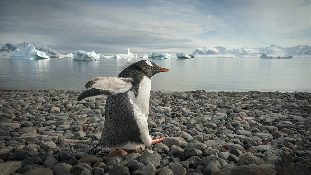 Penguin Walking Antarctica by Jennifer Lu — canvas wall art