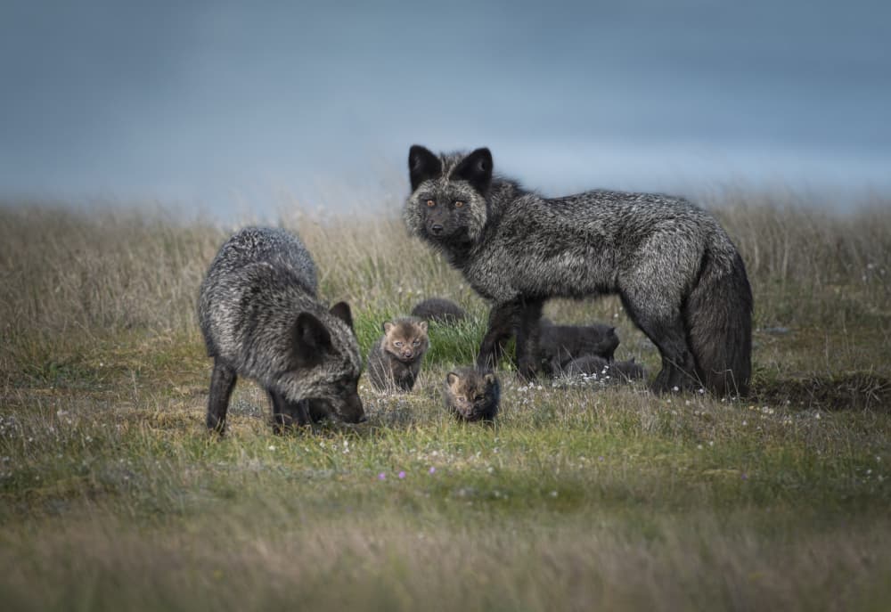 Silver Fox Family by Larry Deng APA — canvas wall art