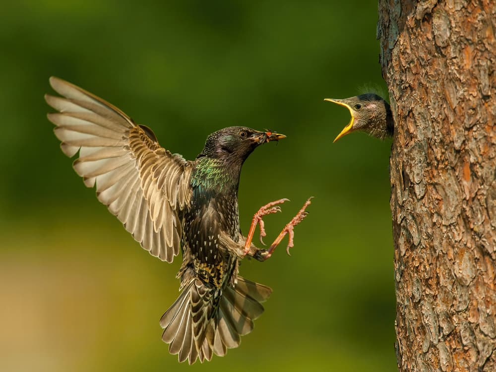 Starling Feeds Hungry Chick by Petr Simon — canvas wall art
