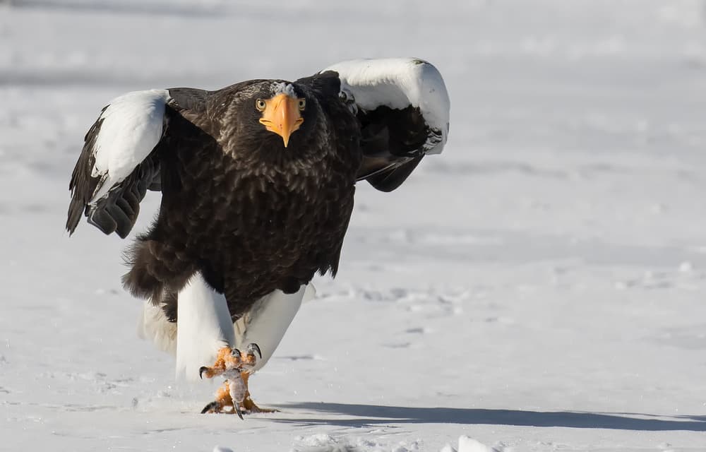 Powerful Winter Eagle by C.S. Tjandra — canvas wall art