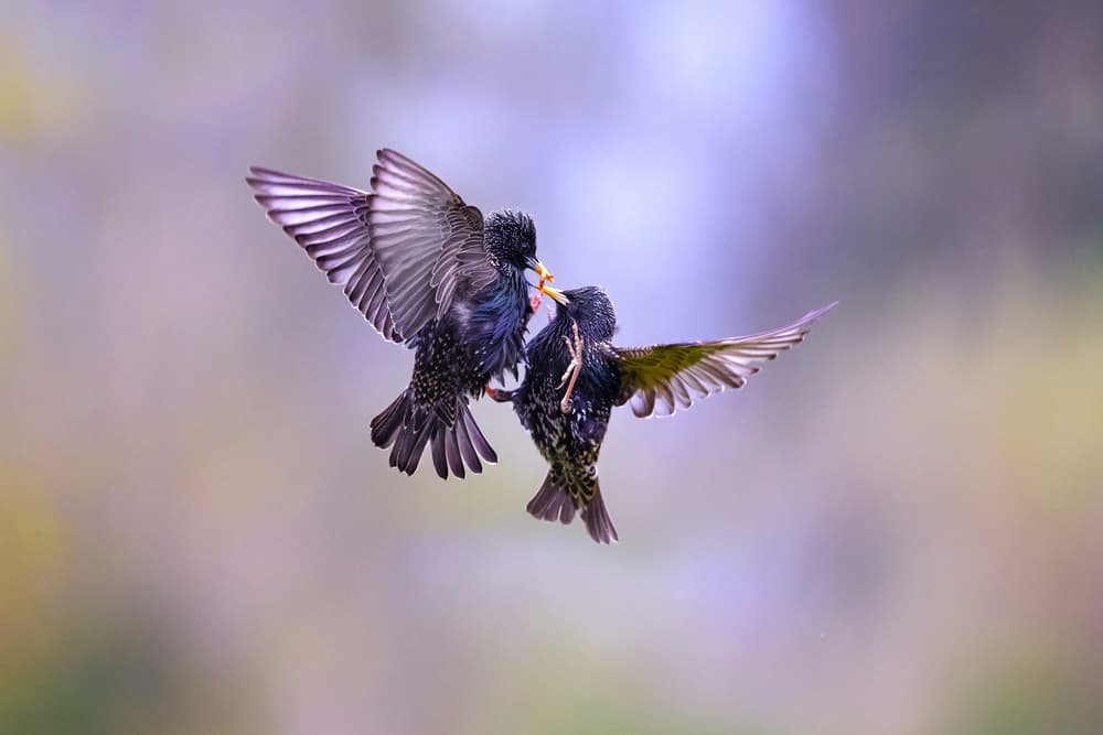 Starlings Feeding In Flight by Marco Redaelli — canvas wall art