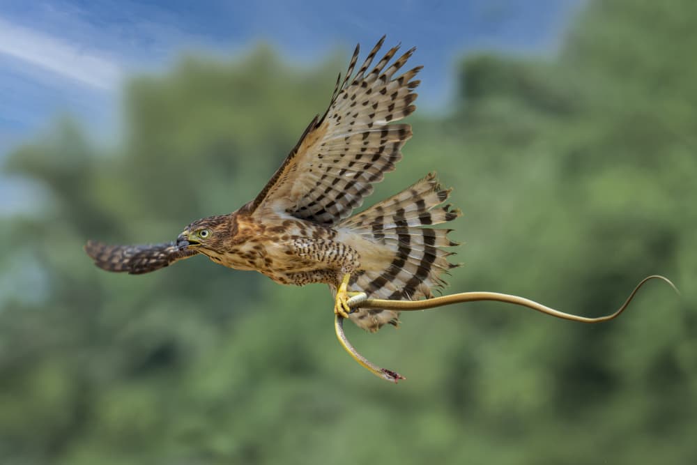 Hawk Catches Snake In Flight by Ajar Setiadi — canvas wall art