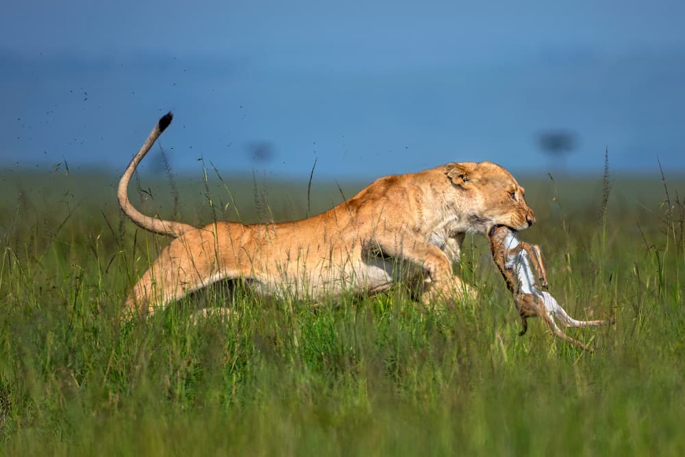 Lioness Carrying Prey by Xavier Ortega — canvas wall art