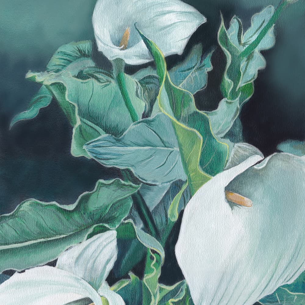 White Calla Lilies by Viccy Wanliss — canvas wall art