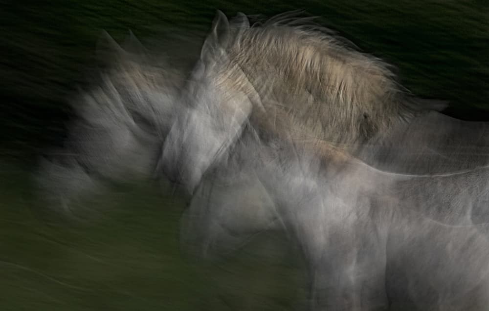 Ethereal Horse Movement by Milan Malovrh — canvas wall art