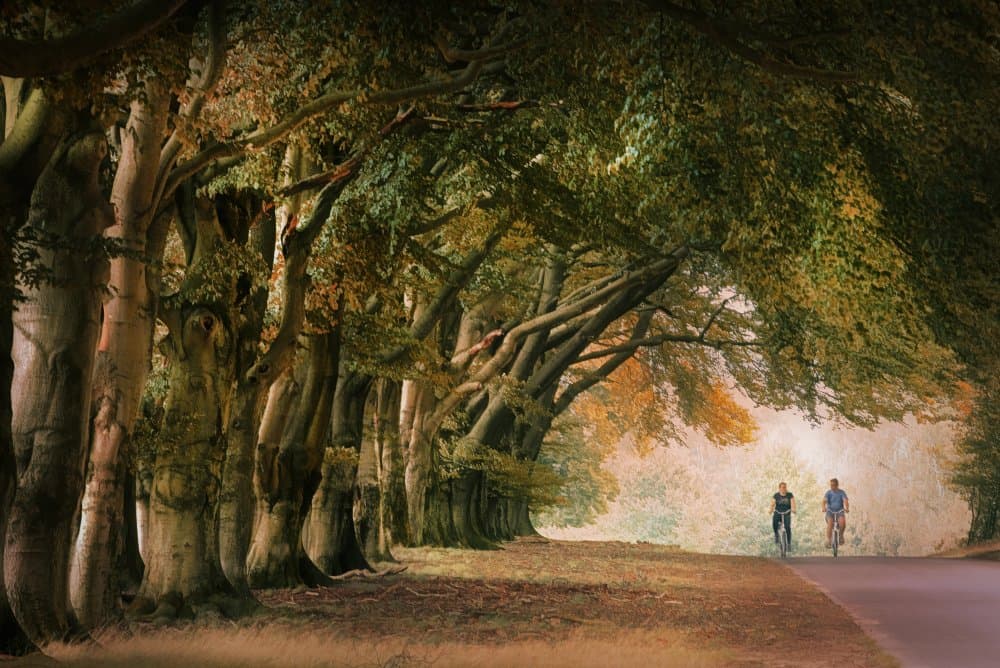 Autumn Tree Tunnel Ride by Jan van der Linden — canvas wall art