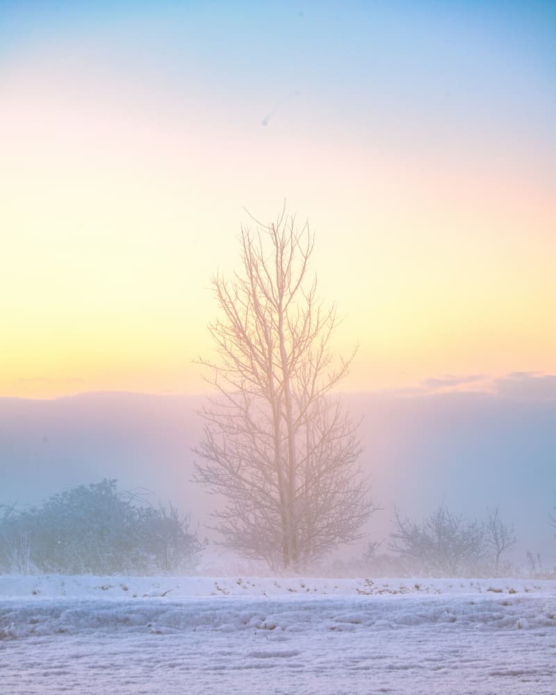 Misty Pastel Winter Tree by Ambar Saha — canvas wall art