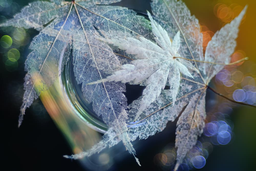 Ethereal Skeleton Leaves by Shihya Kowatari — canvas wall art