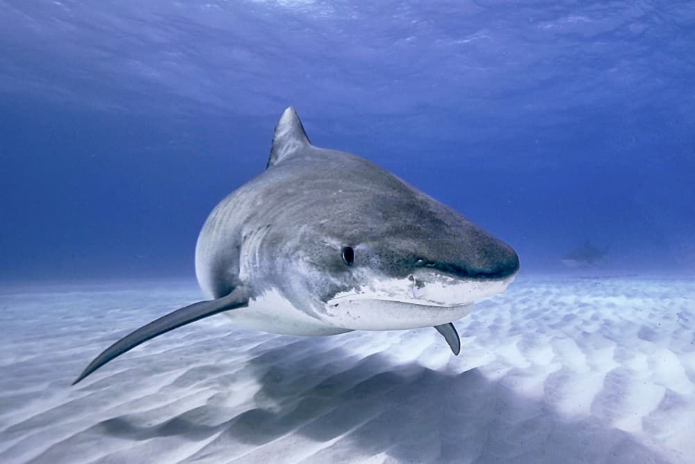 Majestic Tiger Shark by Serge Melesan — canvas wall art