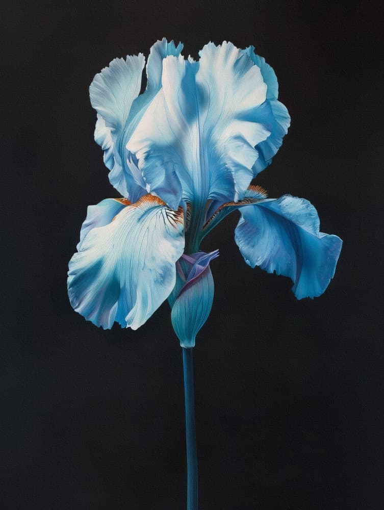 Blue Iris Bloom by Bilge Paksoylu — canvas wall art