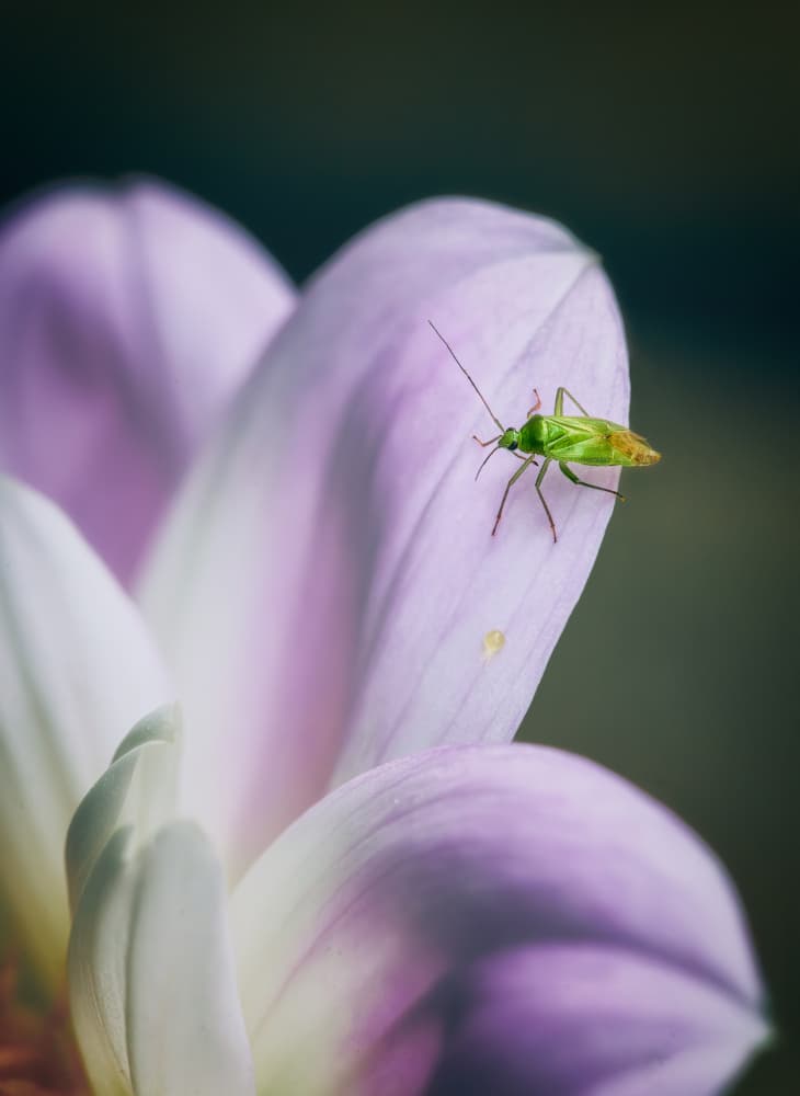 Green Insect on Purple Petal by Ben.C.L — canvas wall art