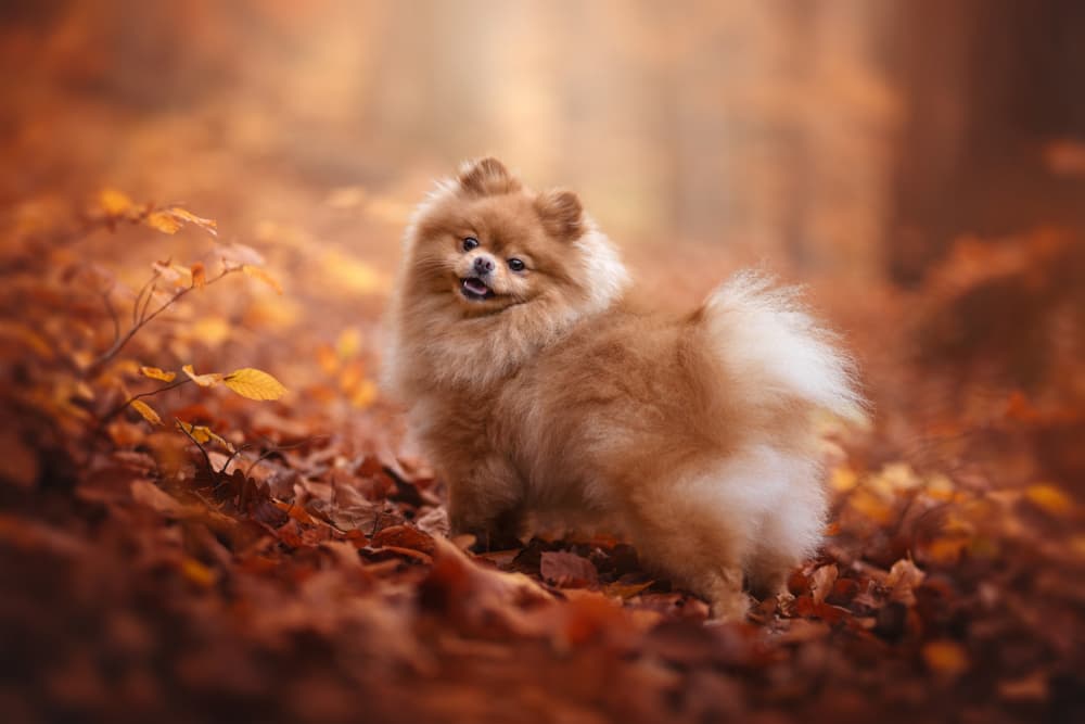 Pomeranian in Autumn Leaves by Ve Shandor — canvas wall art