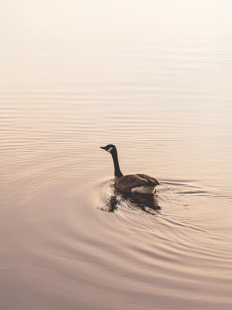 Calm Water Goose by Stephanie Klatt — canvas wall art