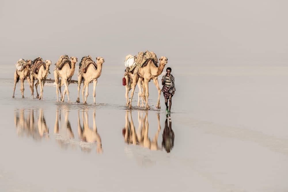 Desert Caravan Reflections by Trevor Cole — canvas wall art