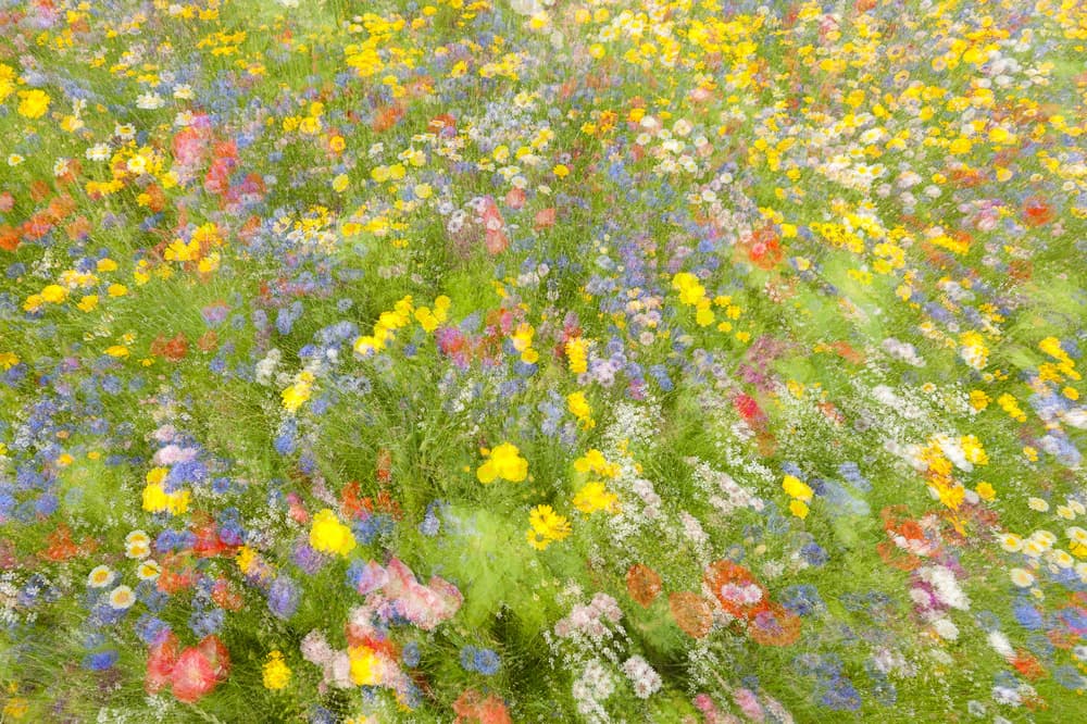 Summer field flowers.......... by Piet Haaksma — canvas wall art