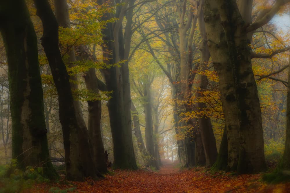 Misty Autumn Forest Path by Hilda van der Lee — canvas wall art