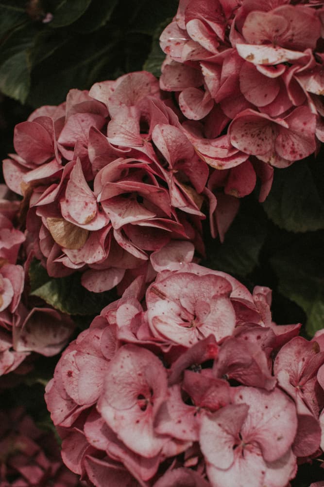 Old Pink Hydrangeas by Claudia Casal — canvas wall art