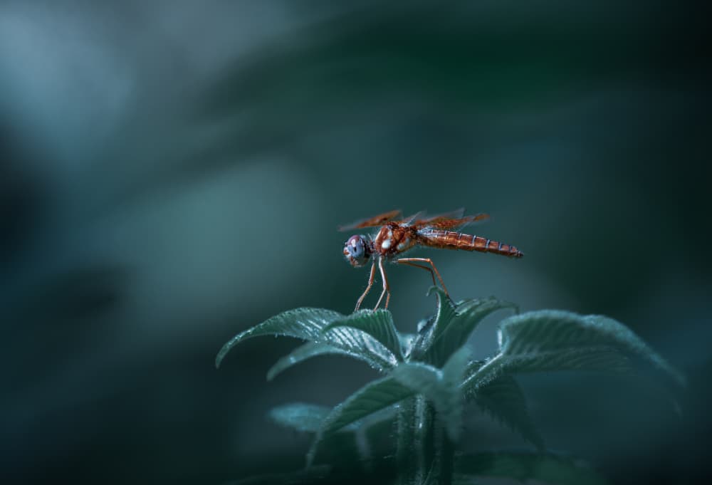 Orange Dragonfly on Leaf by Atul Saluja — canvas wall art
