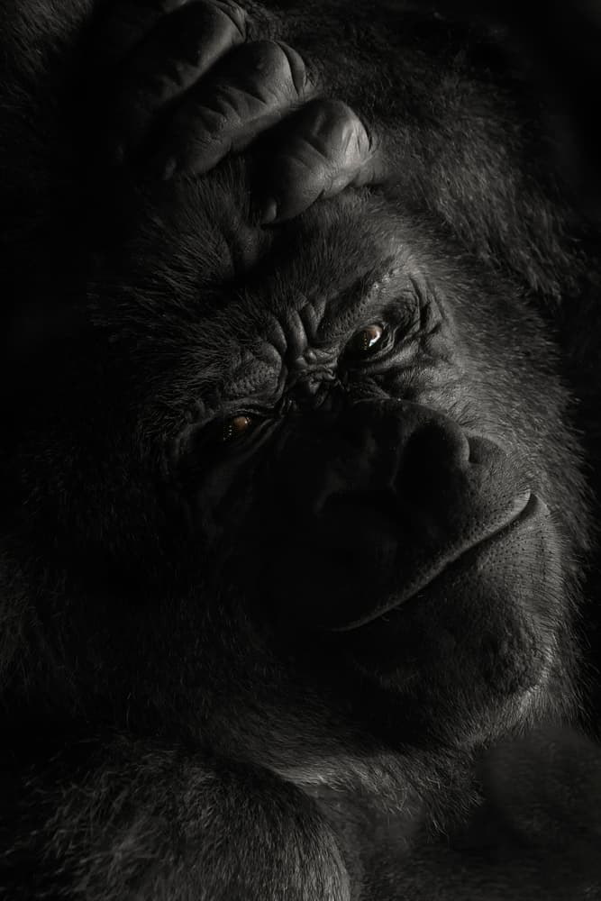 Intense Gorilla Gaze by Daan de Vos — canvas wall art