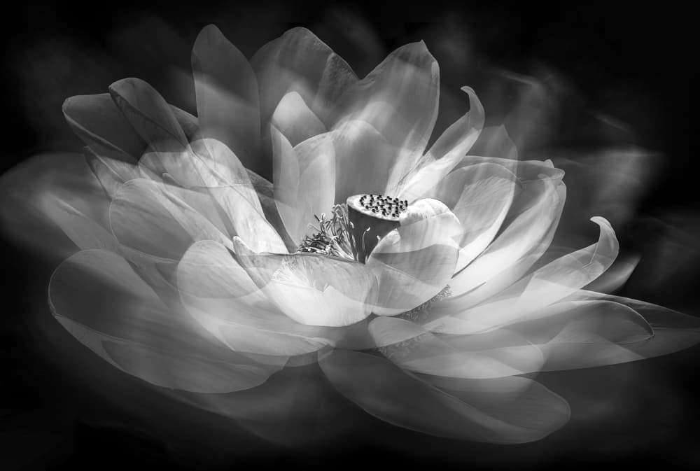 Ethereal Lotus Bloom by Kenneth-Wei Zeng — canvas wall art
