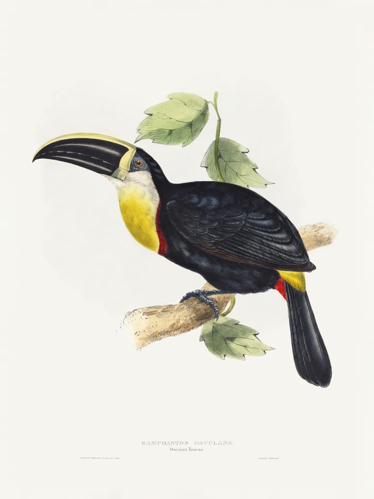 Osculant Toucan by Elizabeth and John Gould — canvas wall art