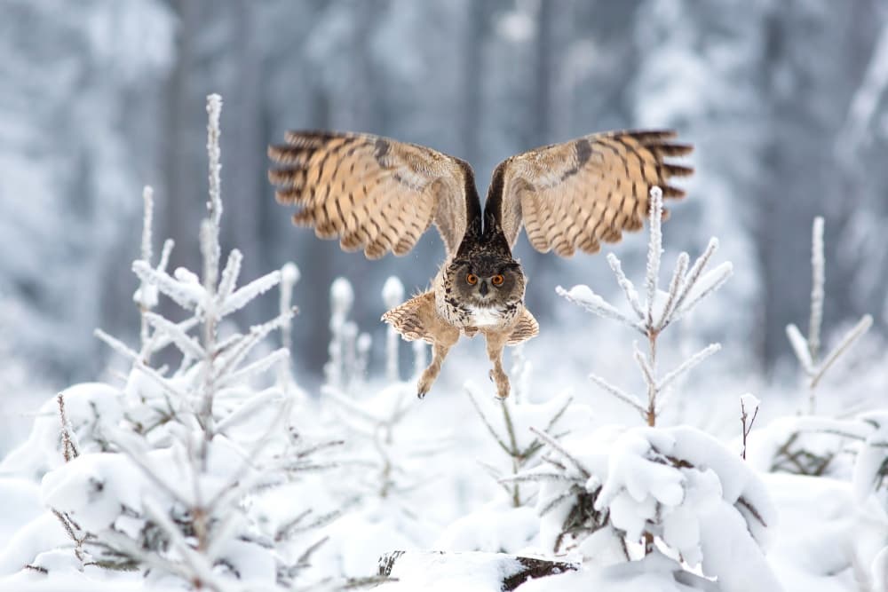 Winter Owl Flight by Milan Zygmunt — canvas wall art