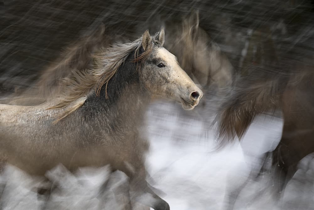 Wild Horse Gallop by Milan Malovrh — canvas wall art