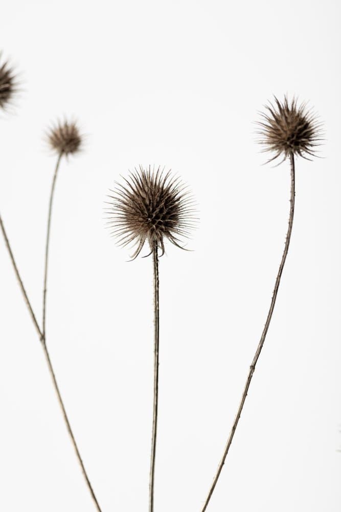 Minimalist Thistle Pods by Pictufy Studio III — canvas wall art