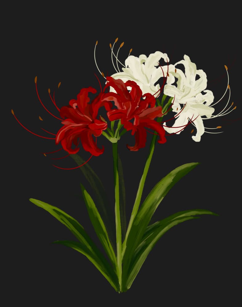 Red White Spider Lilies by Josie George — canvas wall art