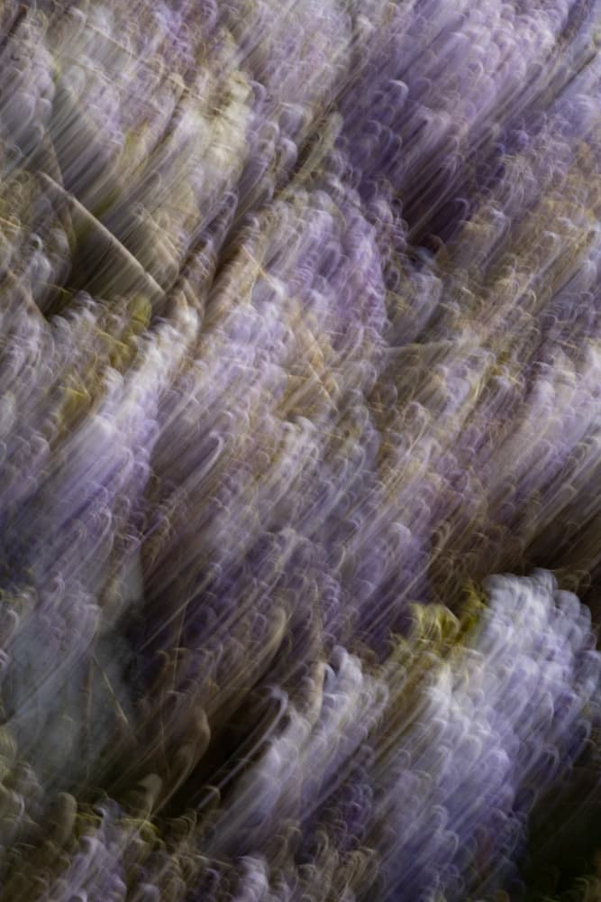 Purple Floral Dream by Léa Lefebvre — canvas wall art