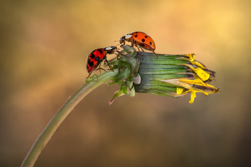 Dandelion Ladybug Duo by Atul Saluja — canvas wall art