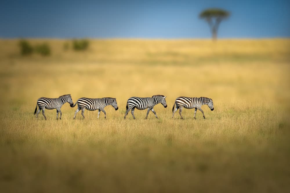 Zebras Across Golden Plains by Anita Singh — canvas wall art