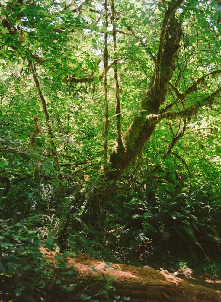 Dappled Forest Path by Bethany Young — canvas wall art