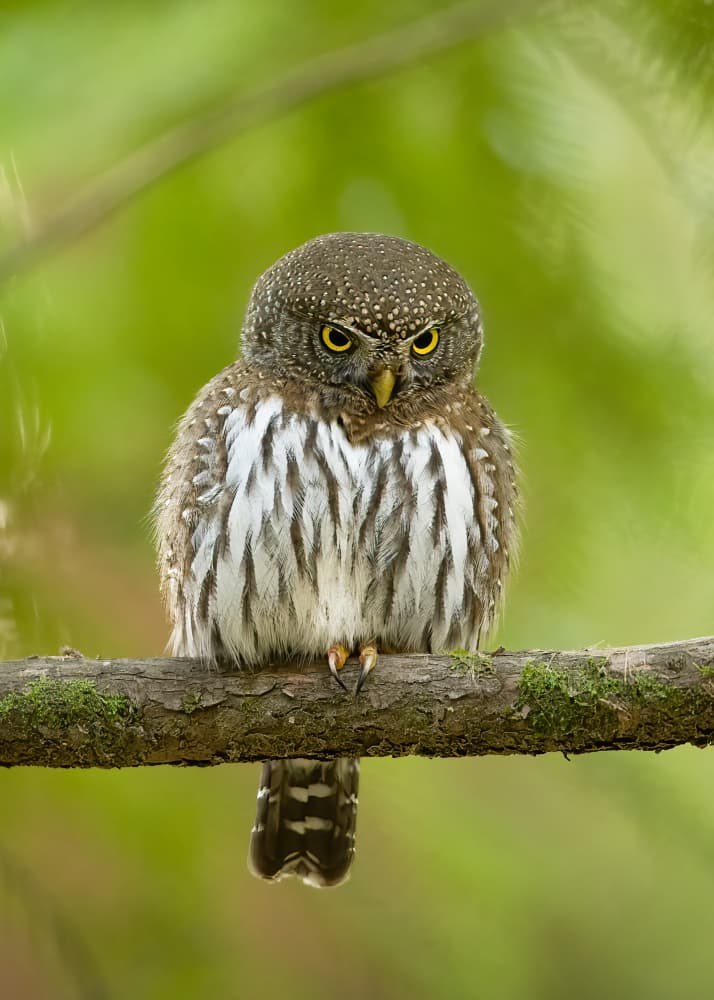 Fierce Pygmy Owl by Bill Lu — canvas wall art