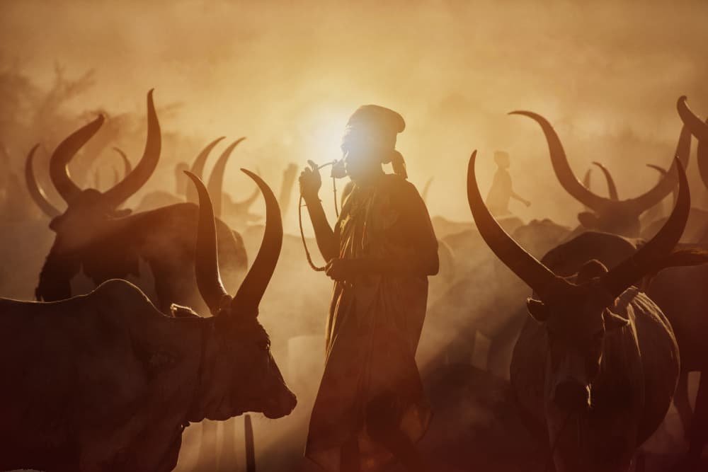 Cattle Herder Sunset by Svetlin Yosifov — canvas wall art