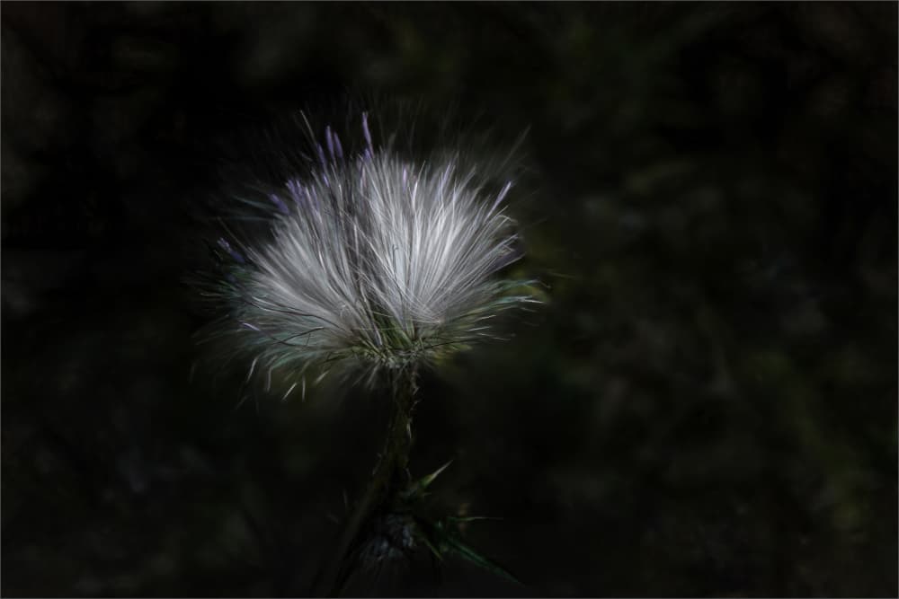 Glowing Thistle Seed by Gilbert Claes — canvas wall art