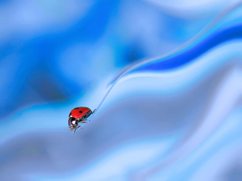Serene Blue Ladybug by Thierry Dufour — canvas wall art
