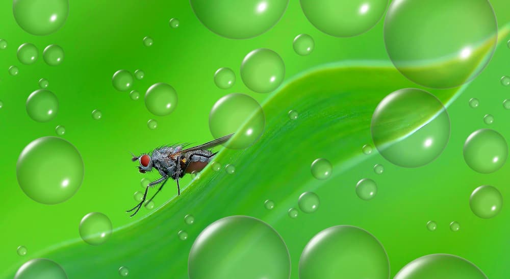 Fly in Green Bubbles by Thierry Dufour — canvas wall art