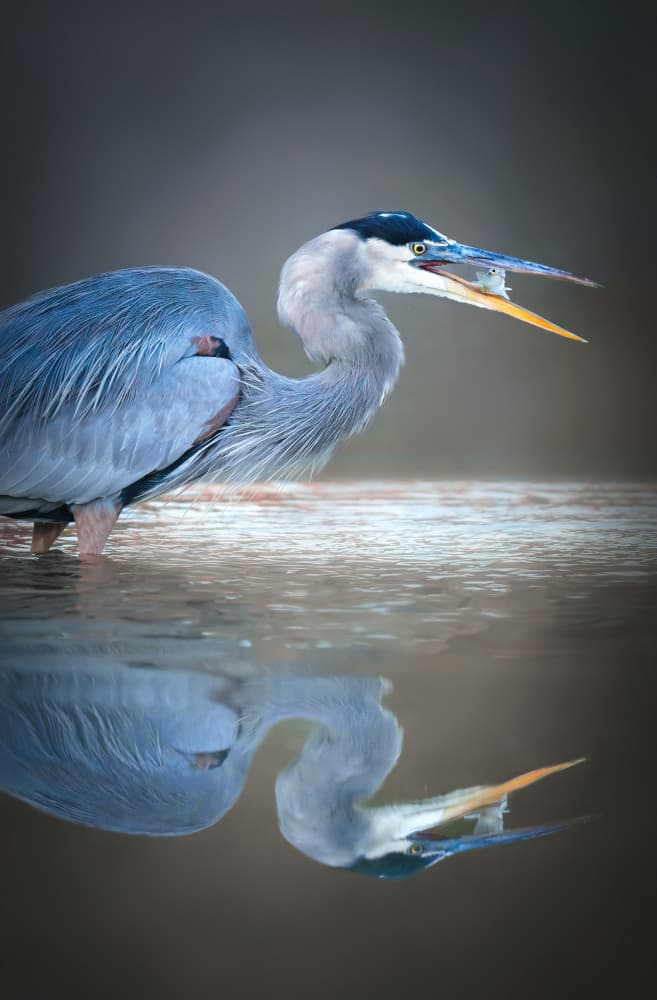 Blue Heron Reflection Hunt by Catherine Wang — canvas wall art