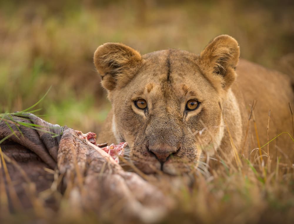African Lioness Feeding by Jaco Marx — canvas wall art