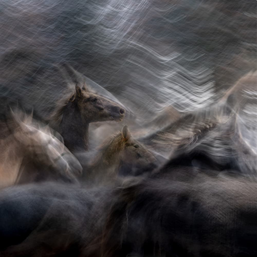 Spirited Horse Motion by Milan Malovrh — canvas wall art