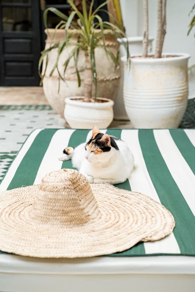Patio Cat and Straw Hat by Henrike Schenk — canvas wall art