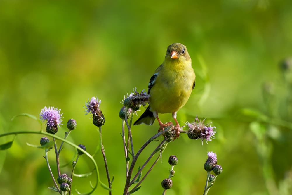 Goldfinch On Thistle by Johnny Chen — canvas wall art