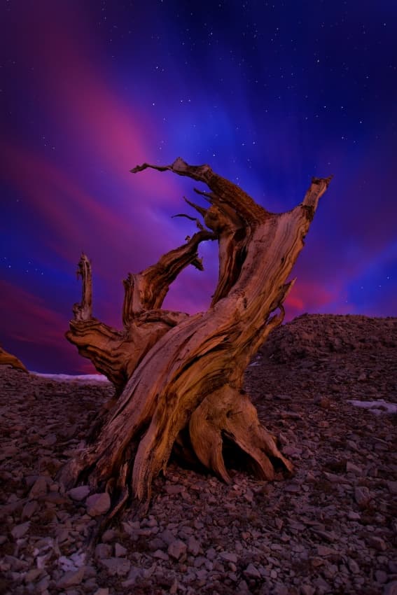 Twisted Tree Night Sky by Miles Morgan — canvas wall art